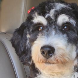 Perry - Bernedoodle