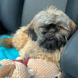 Elle - Shih Tzu