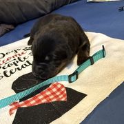 Teal collar - A litter - Black and tan female Beauceron puppy in Sterling, Illinois from Beaucerons of Tempete De Hope