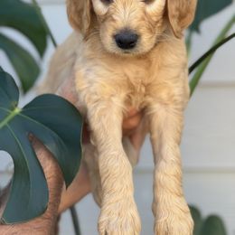 Boy 3 (Black) - Goldendoodle puppy in Monmouth, Oregon from Mother of Doodles