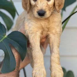 Boy 3 (Black) - Goldendoodle puppy in Monmouth, Oregon from Mother of Doodles
