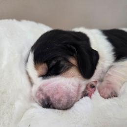 Willow - Black white and brown female Basset Hound puppy in Denison, Texas from Emma Lou's Baby Bassets