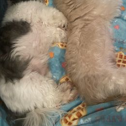 Shih Tzu Puppies from Sun Shih Tzu