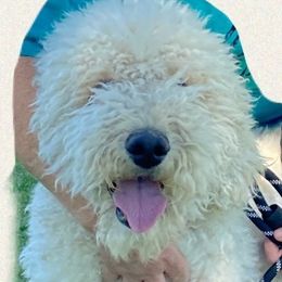 Sedona - Goldendoodle
