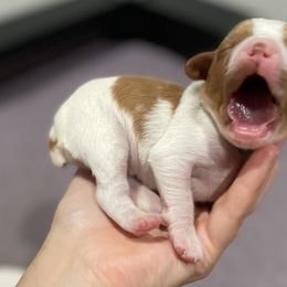 Brittany Puppies from Jenvy Brittanys