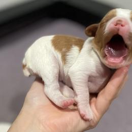 Brittany Puppies from Jenvy Brittanys