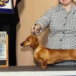 Dachshunds from Dreamin Dachshunds