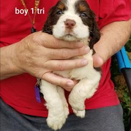 Boy 1 - Liver white and tan male English Springer Spaniel puppy in St. Louis, Michigan from Jo's Gems Springer