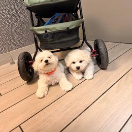 Gray - White male Bichon Frise puppy in Pahrump, Nevada from Calvada's Bichons