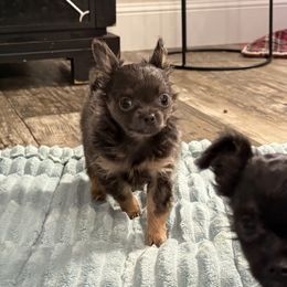 Beans - Blue and tan male Chihuahua puppy in Summerfield, Florida from Uey’s Chihuahuas