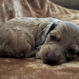 Dachshund Puppies from Tabatha’s Miniature Dreams