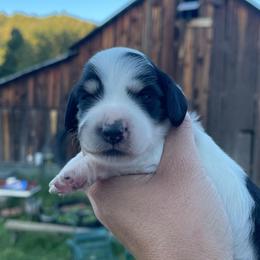 Burrata - Piebald female Dachshund puppy in Rogue River, Oregon from Bear Feet Dachshunds
