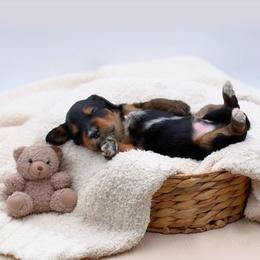 Grizz - Black phantom male Aussiedoodle puppy in Manteca, California from Silva Ranch Doodles