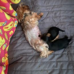 Pomeranian and Yorkshire Terrier Puppies from BC Breeders Association