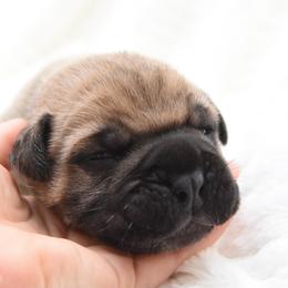 Ledger - Fawn male Bullmastiff puppy in Chickasha, Oklahoma from Rustic Lace