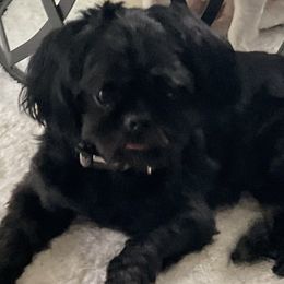Roscoe - Shih Tzu