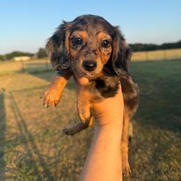 Frankie - Dapple female Dachshund puppy in Durant, Oklahoma from Big Creek Mini Dachshund