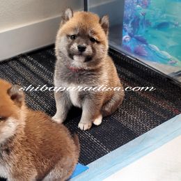 Shiba Inu Puppies from Shiba Paradise