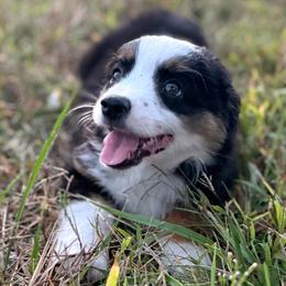 Pony - Black tri female Miniature Australian Shepherd puppy in Greenville, South Carolina from QC Homestead Miniature Australian Shepherds