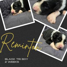 Remington - Black tri-color male Australian Shepherd puppy in Abilene, Texas from S&K Aussies N' Rotties