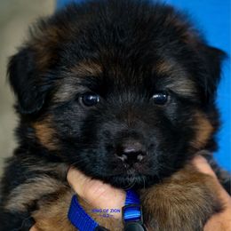 Male 1 - Black and red male German Shepherd puppy in Alvarado, Texas from King Of Zion German Shepherds