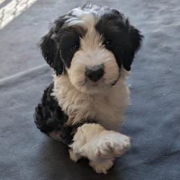 Aries - Black tri-color male Aussiedoodle puppy in New Durham, New Hampshire from Ridgeview Aussiedoodles