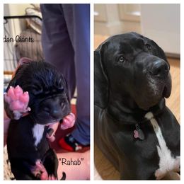 Girl 4 - Great Dane puppy in Lawrenceburg, Indiana from Jordan Giants