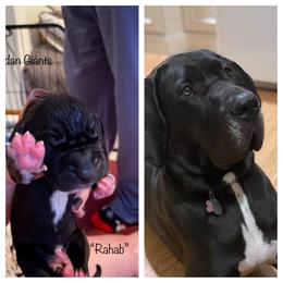 Girl 4 - Great Dane puppy in Lawrenceburg, Indiana from Jordan Giants