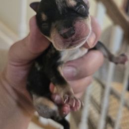 Companion Cross Puppies from Isabelle's Puppy Patch