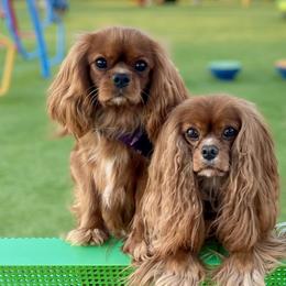 Cavalier King Charles Spaniels and Lowchen from Uptown Cavaliers