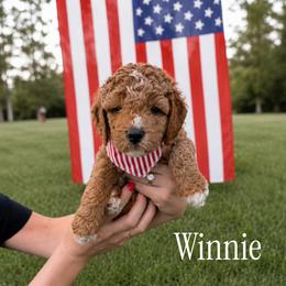 Winnie - Apricot female Goldendoodle puppy in Bellevue, Iowa from River Town Doodles