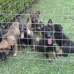 German Shepherds from Jackson's Dehaus Kennels