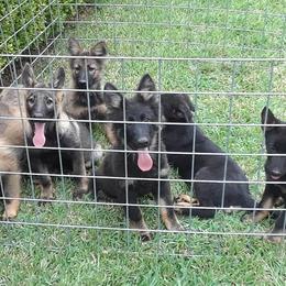 German Shepherds from Jackson's Dehaus Kennels
