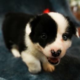 American Corgi, Cardigan Welsh Corgi, and Pembroke Welsh Corgi Puppies from Cal Beach Corgis