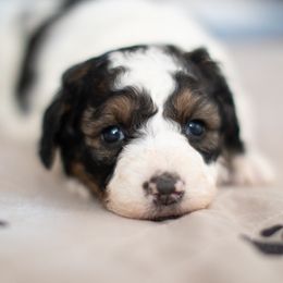 Bernedoodle puppies from North Texas Puppies
