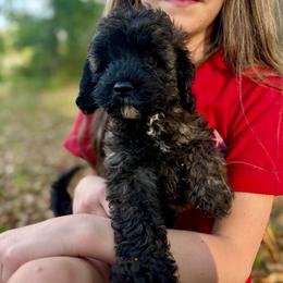 Lottie Moon - Sable female Cockapoo puppy in Tallahassee, Florida from Panhandle Pups