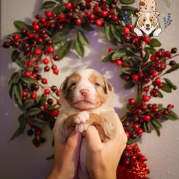 Bing Crosby - Red merle male Miniature Australian Shepherd puppy in Hearne, Texas from Wigglebutts Unlimited