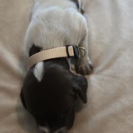 White Female - Liver roan female German Shorthaired Pointer puppy in Piedmont, South Carolina from Barnes GSPs