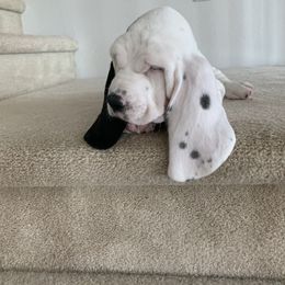 Basset Hound Puppies from The Lowlife Basset Hounds