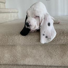 Basset Hound Puppies from The Lowlife Basset Hounds