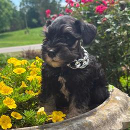 Blaze - Black and silver male Miniature Schnauzer puppy in Taylorsville, North Carolina from Feather & Tail Acres