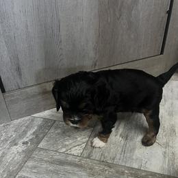 Boy 3 - Black and tan male Cavalier King Charles Spaniel puppy in Morriston, Florida from Cutesy Cavaliers