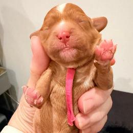 Pink - Red female Cavapoo puppy in Georgetown, Texas from Mc Doodles of Texas LLC