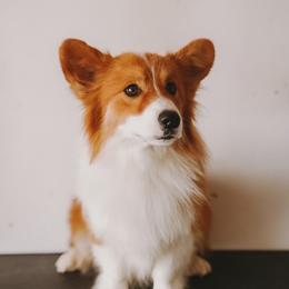 Hercules - Red male Pembroke Welsh Corgi puppy in Eltopia, Washington from PNW Pup Co.