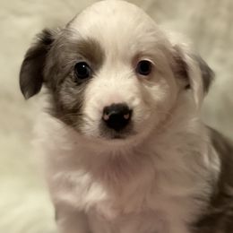 Girl 1 - Blue merle Miniature Australian Shepherd puppy in Corydon, Indiana from Arbuckle’s Lookin Good Aussies (LGA)