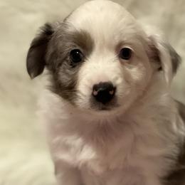 Girl 1 - Blue merle Miniature Australian Shepherd puppy in Corydon, Indiana from Arbuckle’s Lookin Good Aussies (LGA)