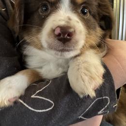 Donald Duck - Red tri male Toy Australian Shepherd puppy in Menan, Idaho from Teton Toy Aussies