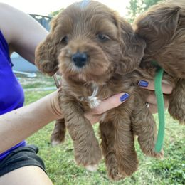 Cockapoo Puppies from Chesapeake Cockapoos