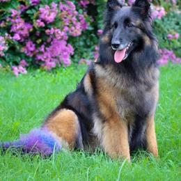 Frances - Mahogany and black female Belgian Tervuren puppy in Guntersville, Alabama from Ozma Belgians