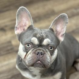 Stella - French Bulldog
